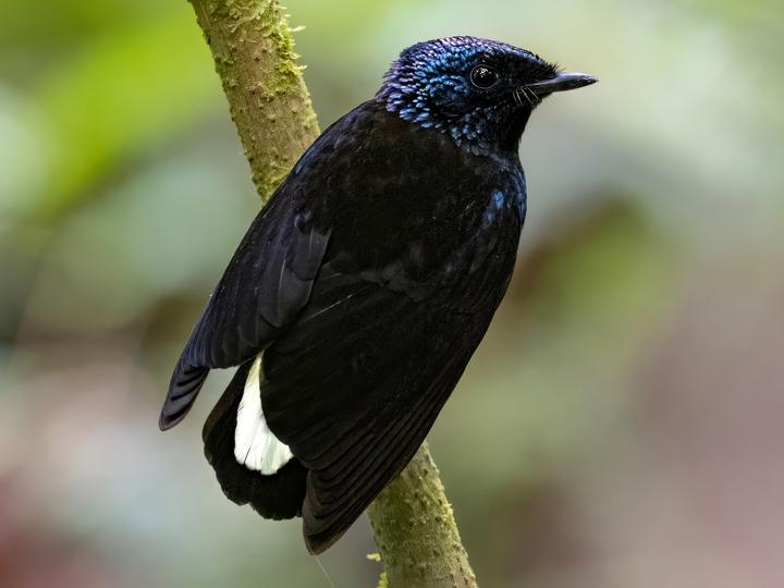 Taveuni Silktail
