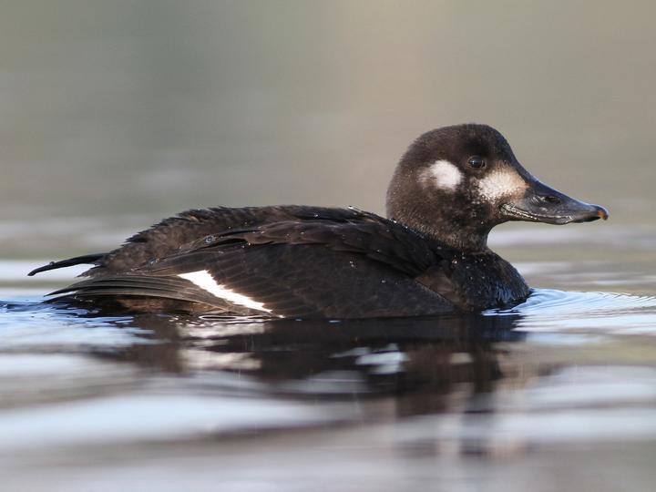 Velvet Scoter