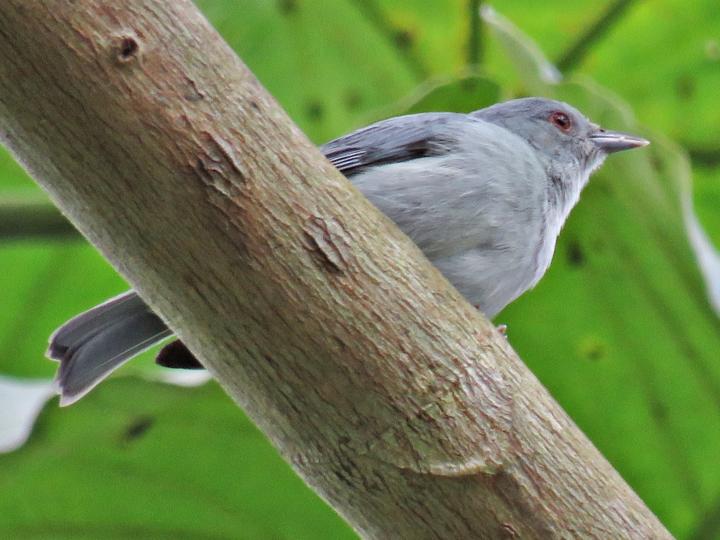 Pearly-breasted Conebill