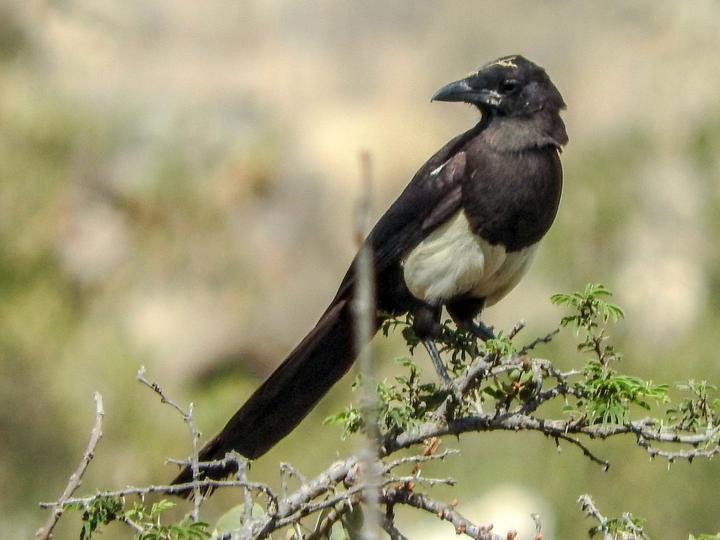 Asir Magpie