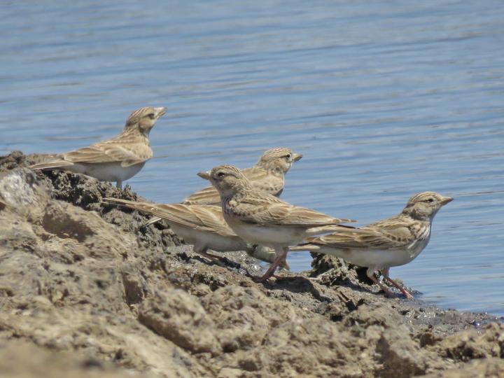 Turkestan Short-toed Lark