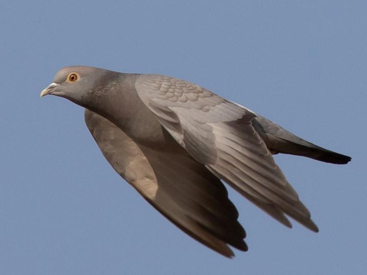 Yellow-eyed Pigeon