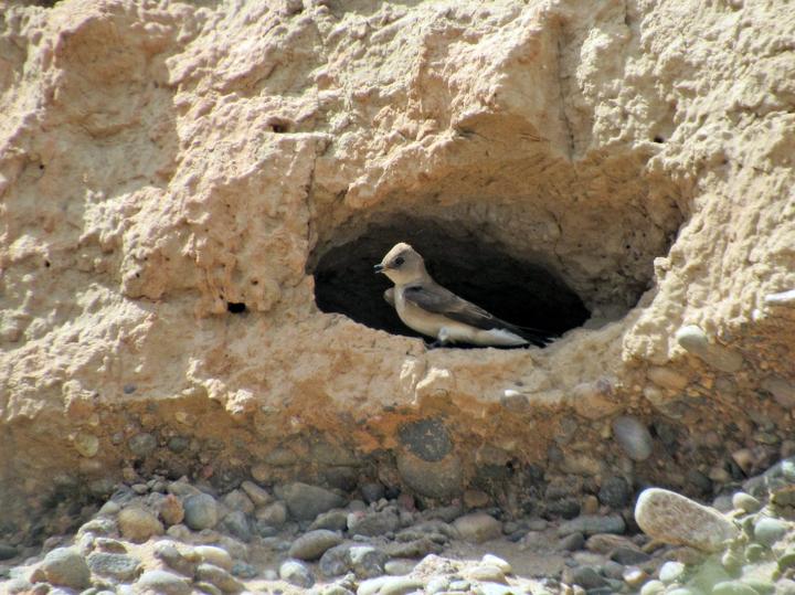Northern Rough-winged Swallow