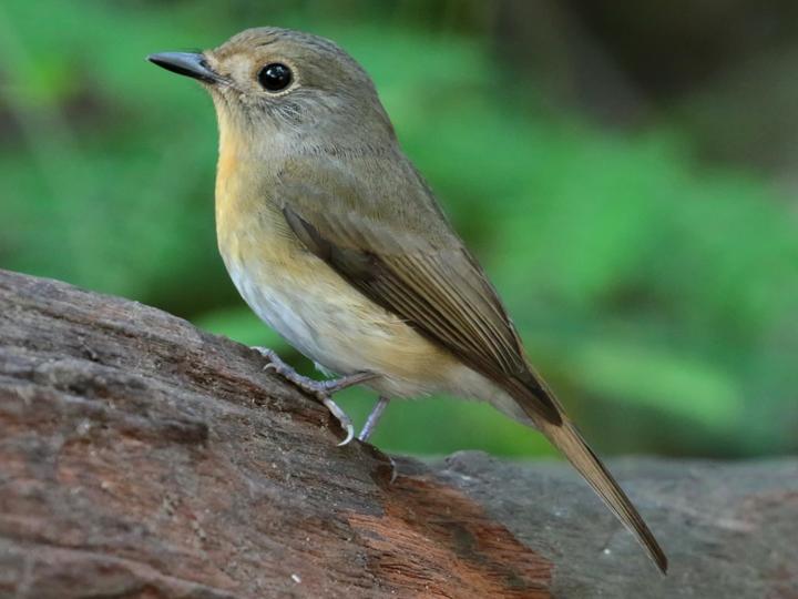 Chinese Blue Flycatcher