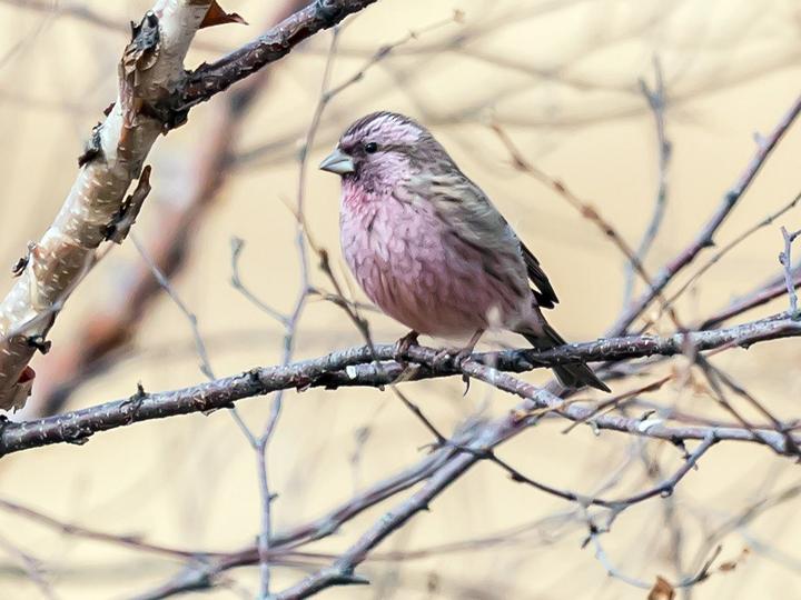 Chinese Beautiful Rosefinch