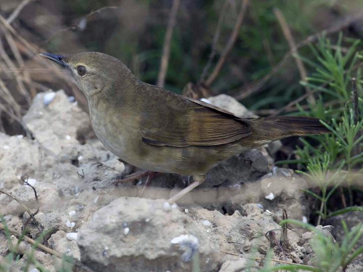 Chinese Bush Warbler