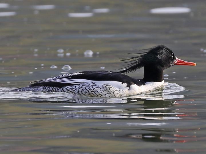 Scaly-sided Merganser