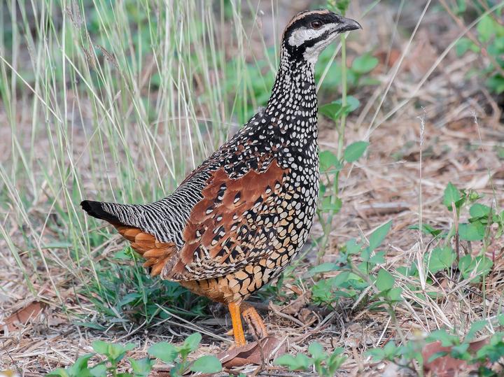 Chinese Francolin