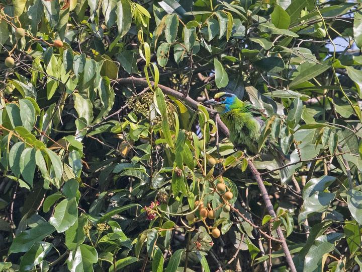 Indochinese Barbet