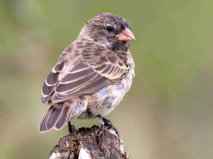 Medium Ground Finch