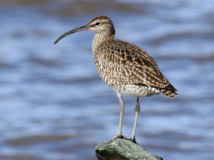 Eurasian Whimbrel