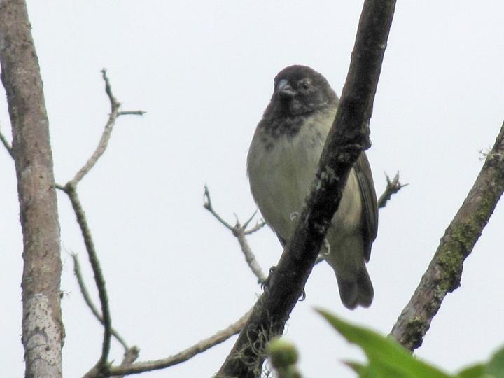 Medium Tree Finch
