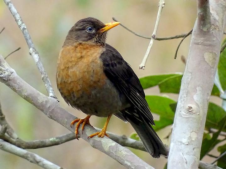 Rufous-collared Thrush