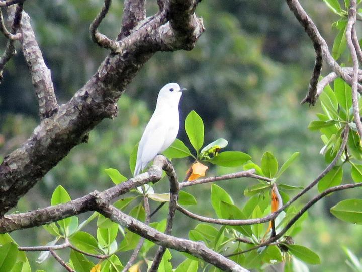 Snowy Cotinga