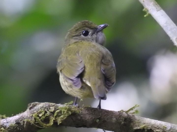 White-ruffed Manakin
