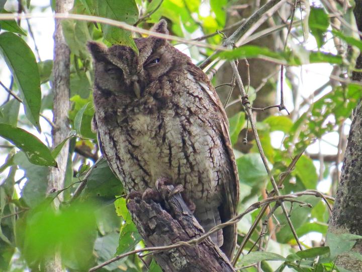 Middle American Screech Owl