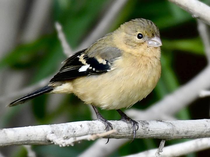Morelet's Seedeater