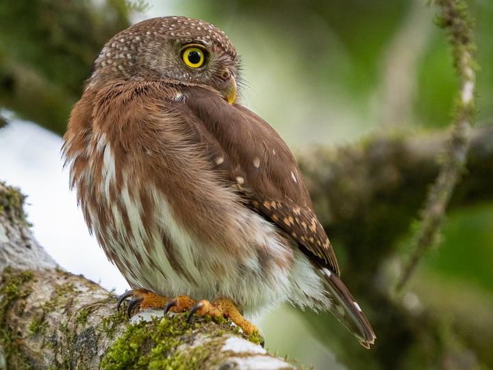 Central American Pygmy Owl