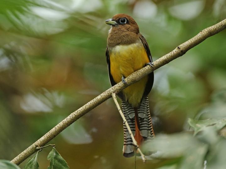 Northern Black-throated Trogon