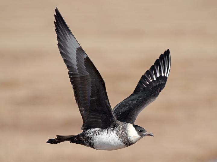 Pomarine Jaeger
