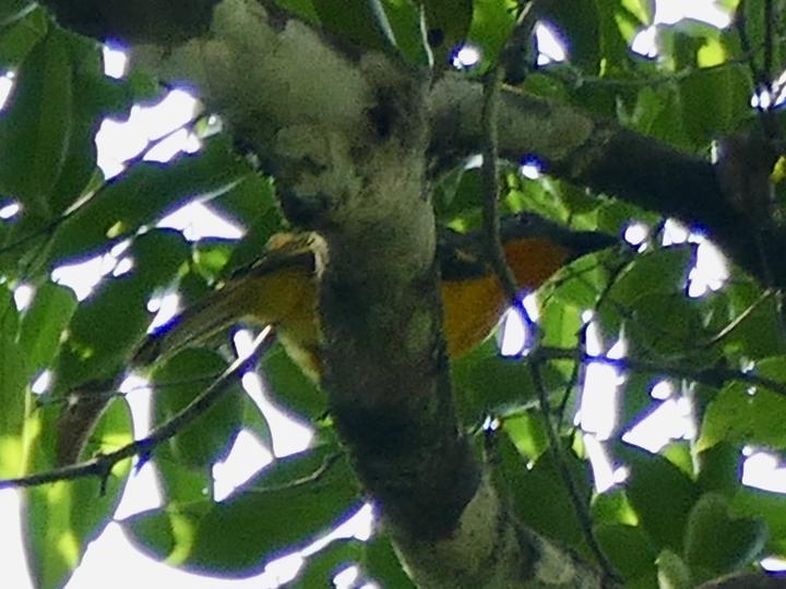 Lagden's Bushshrike