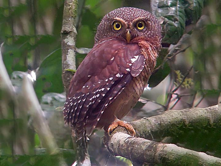 Sjöstedt's Barred Owlet