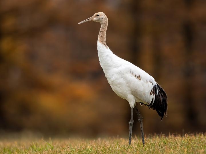 Red-crowned Crane