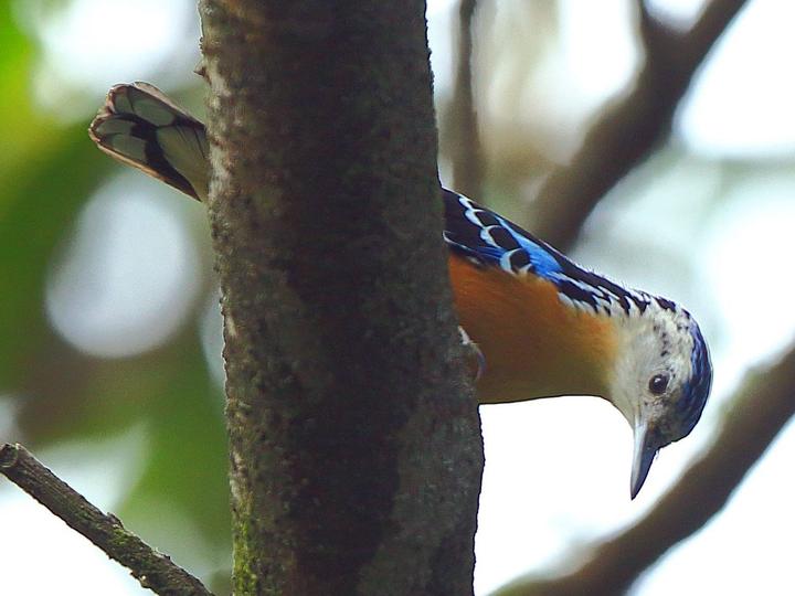 Beautiful Nuthatch