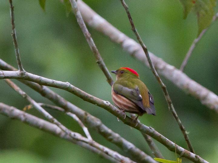 Painted Manakin