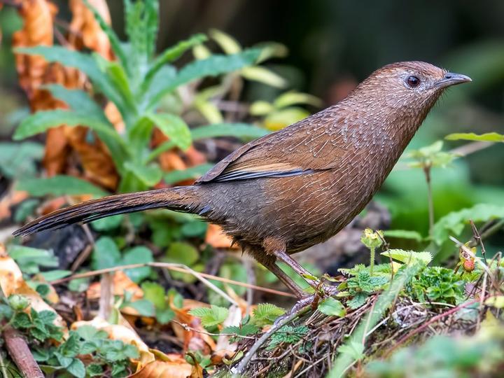 Bhutan Laughingthrush