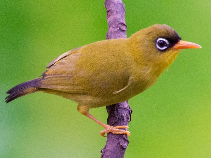 Gizo White-eye