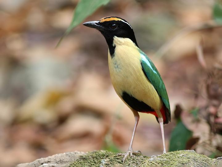 Ornate Pitta