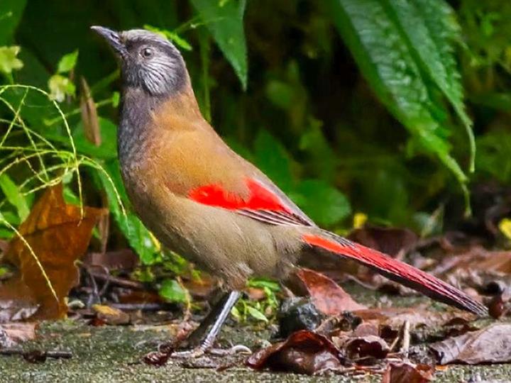 Red-winged Laughingthrush