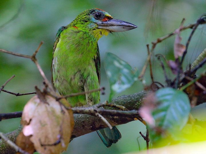 Red-throated Barbet