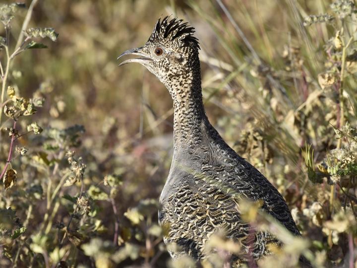 Ornate Tinamou