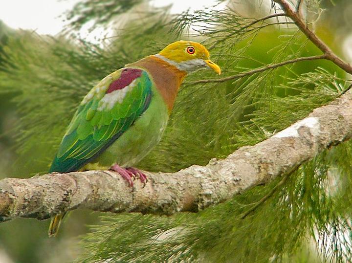 Ornate Fruit Dove