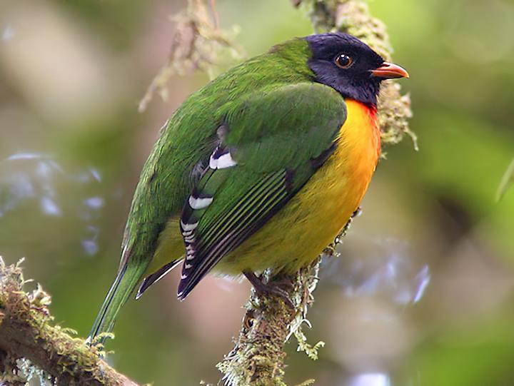Handsome Fruiteater