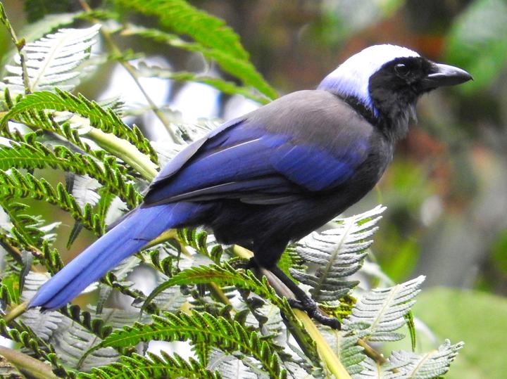 Beautiful Jay
