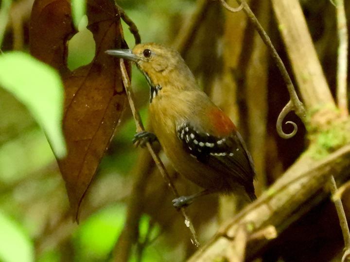 Ornate Stipplethroat
