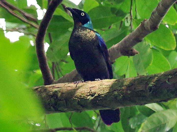 Principe Starling