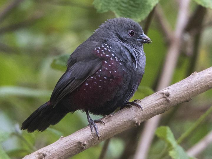 Dusky Twinspot