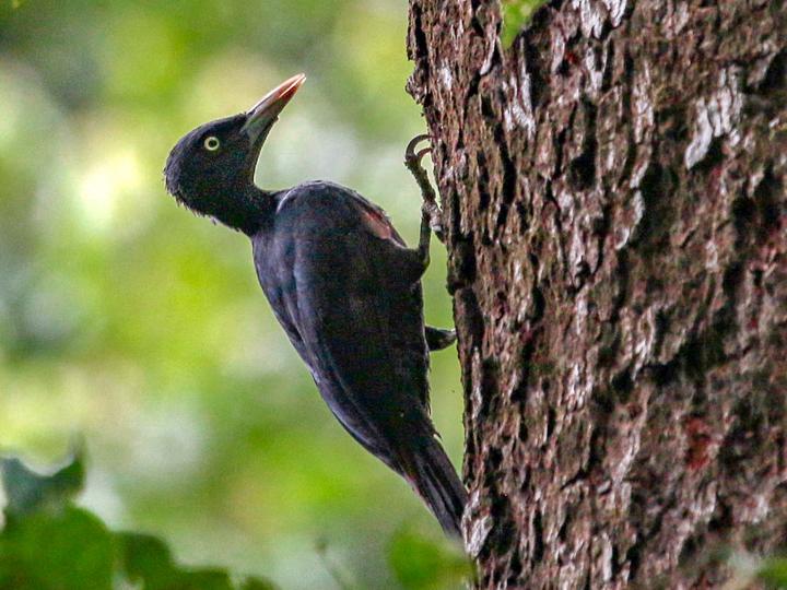Northern Sooty Woodpecker