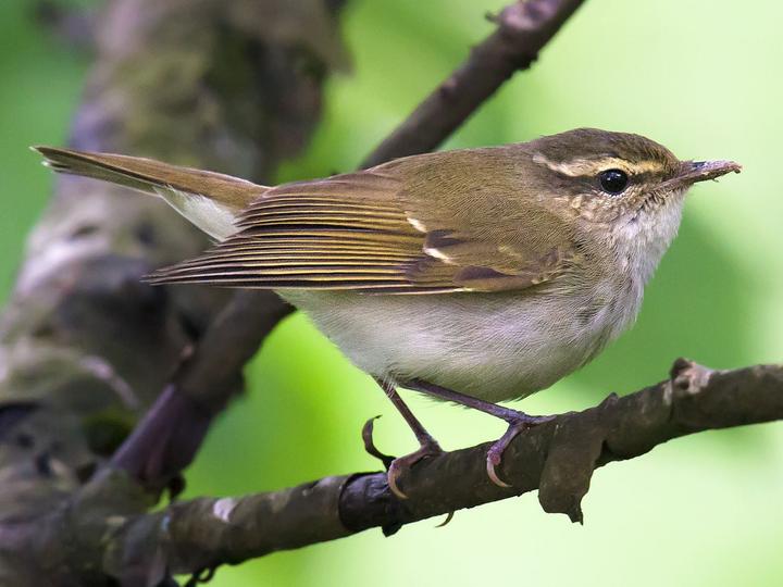 Large-billed Leaf Warbler