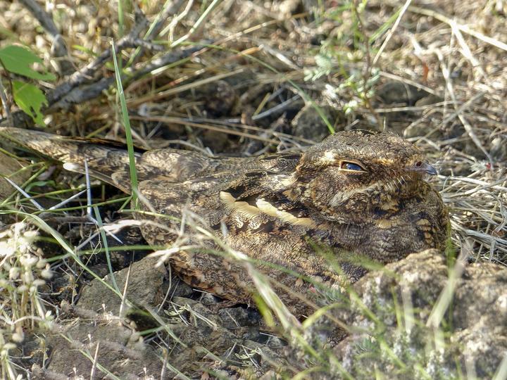 Sombre Nightjar