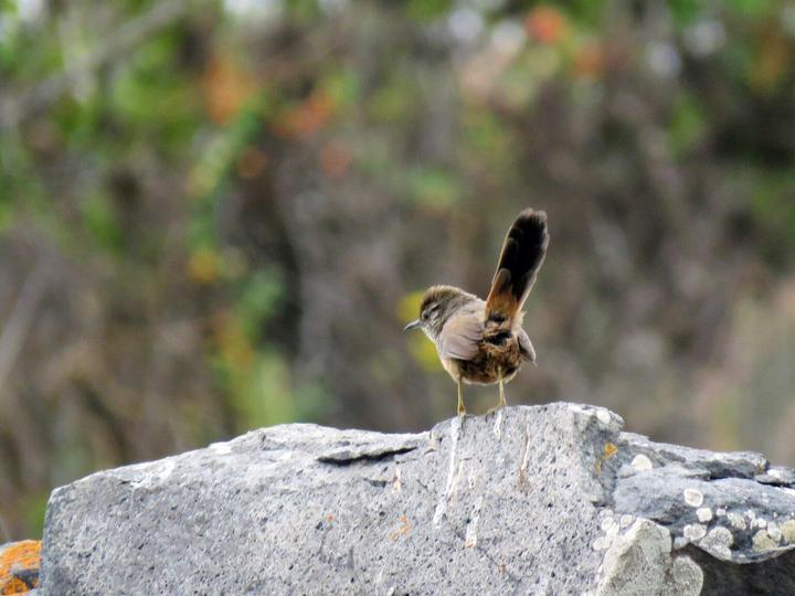 Dusky-tailed Canastero