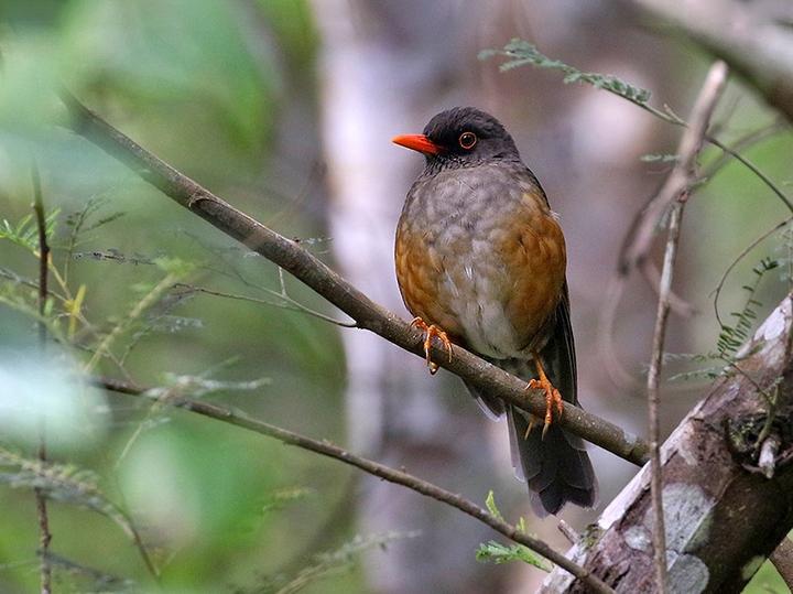 Usambara Thrush