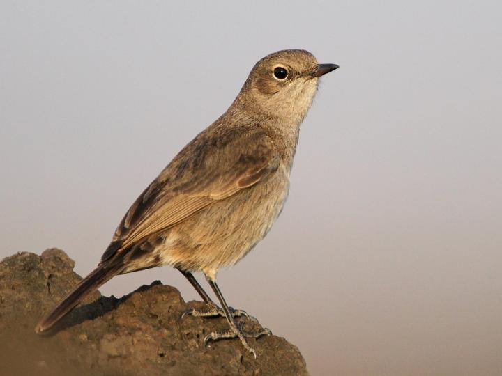 Sombre Rock Chat