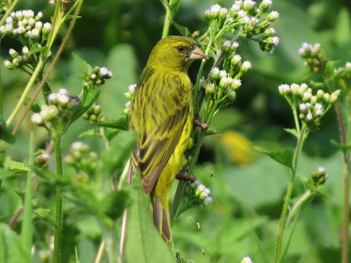 Papyrus Canary