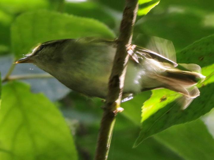 Uganda Woodland Warbler