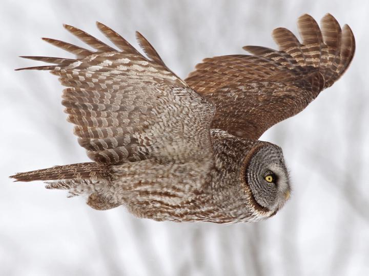 Great Grey Owl